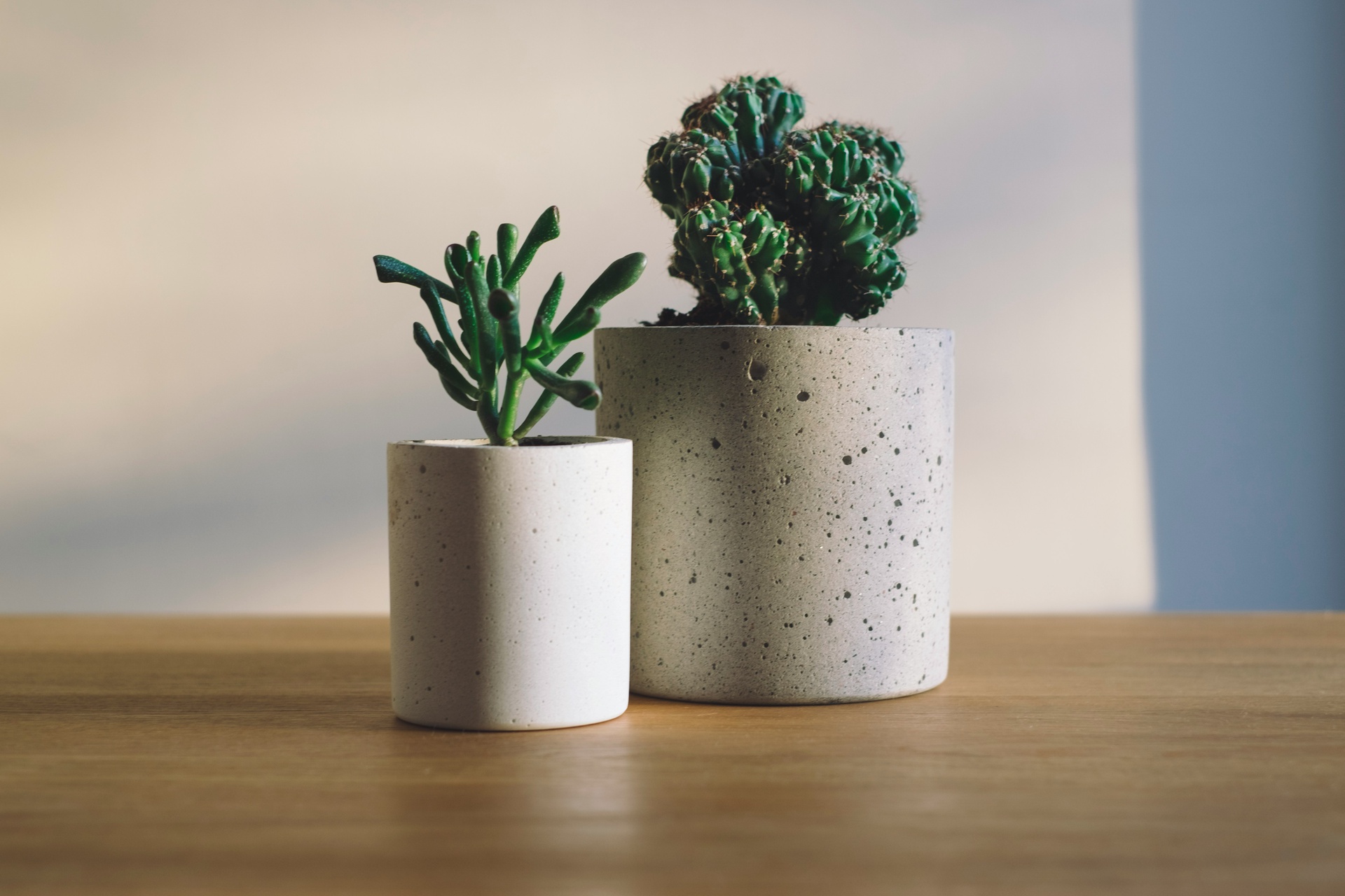 植物檔案管理